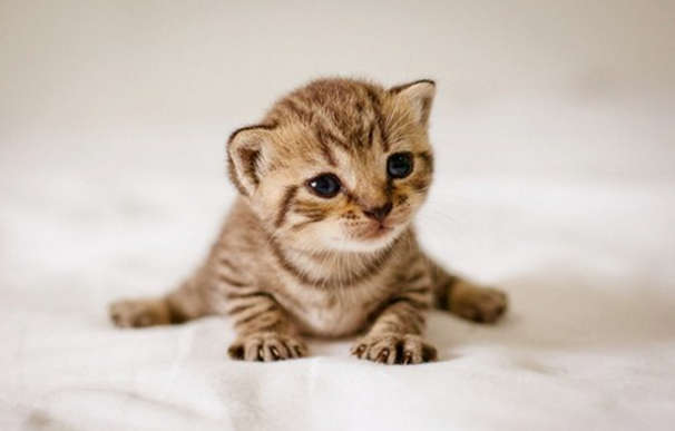 点击大图看下一张：超可爱的小奶猫图片