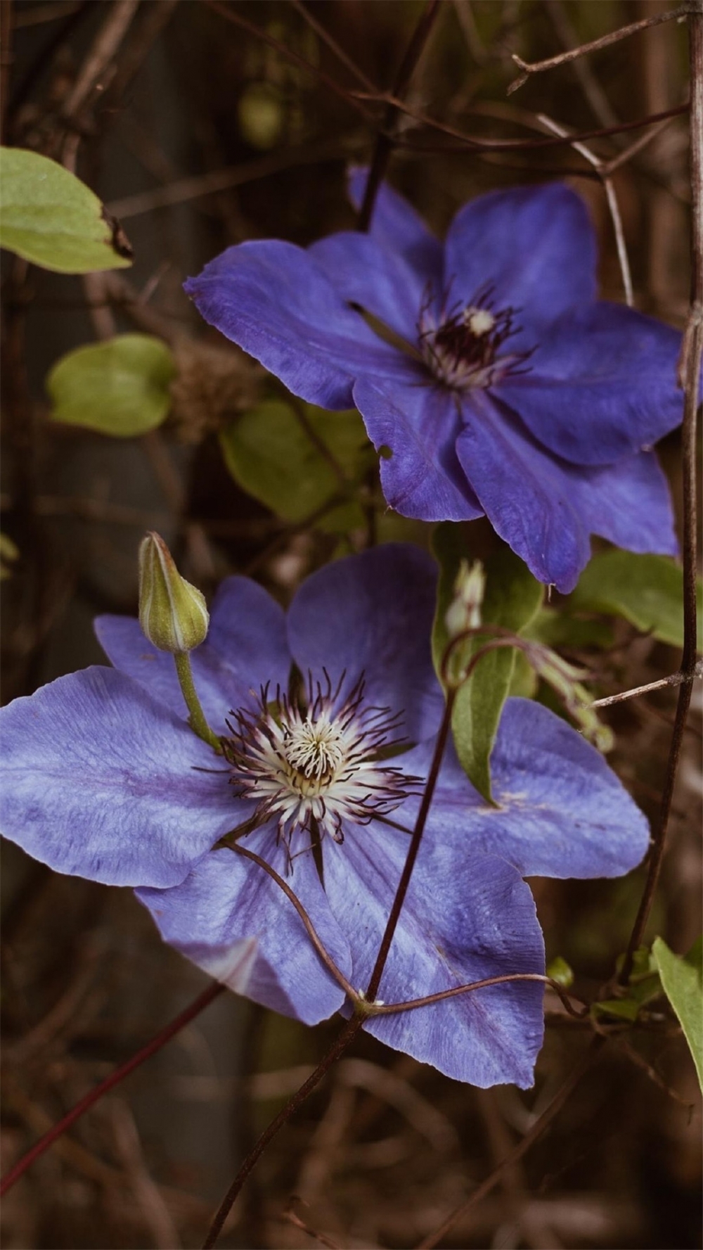 点击大图看下一张:小清新植物花卉高清手机壁纸
