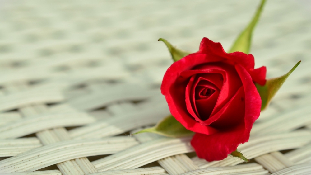 点击大图看下一张：精致唯美玫瑰花图片桌面壁纸