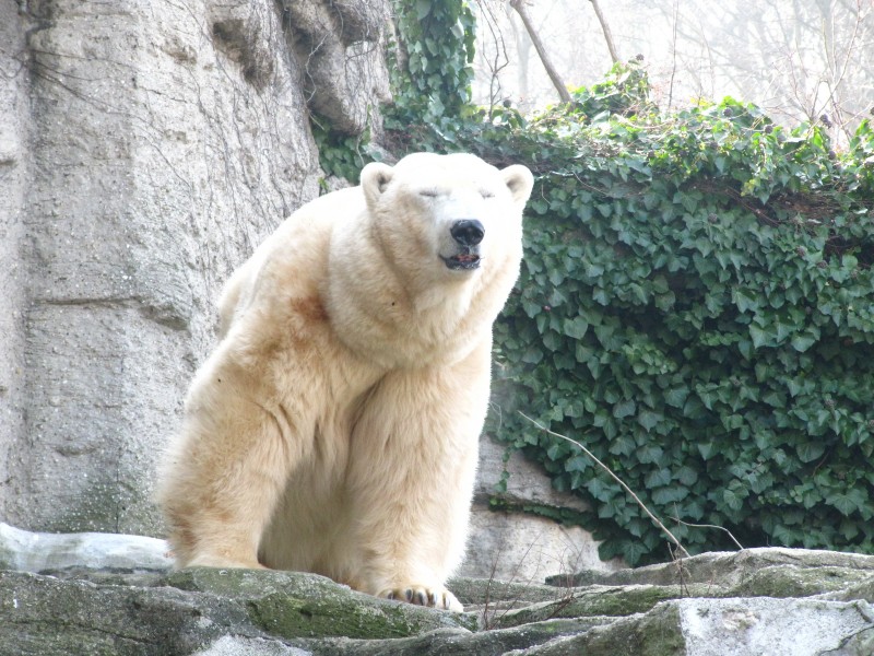 点击大图看下一张：北极熊身穿白色战袍两只眼睛圆溜溜