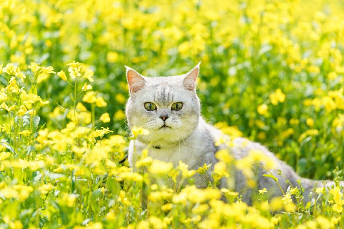 点击大图看下一张：油菜花田里的小猫咪