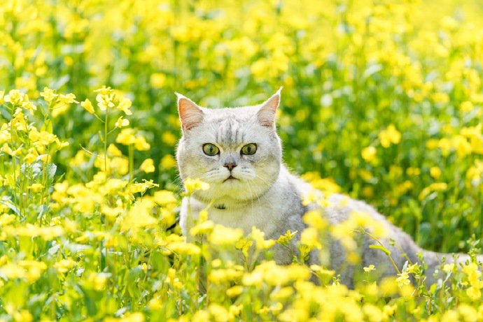 点击大图看下一张：油菜花田里的小猫咪