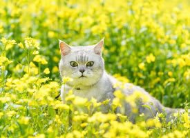 油菜花田里的小猫咪