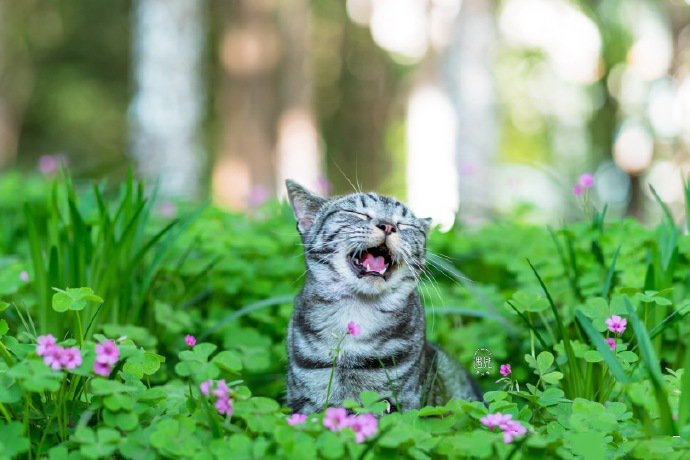 点击大图看下一张：一组可爱的小萌猫图片