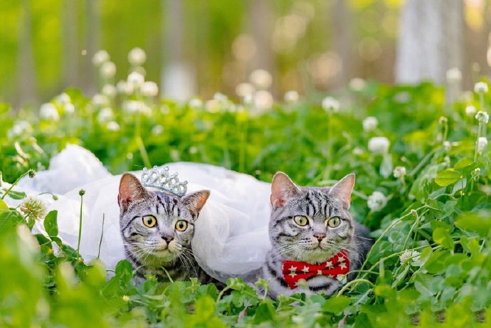 点击大图看下一张：一组可爱的小萌猫图片