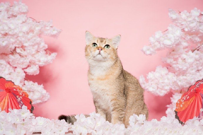 点击大图看下一张：一组粉嫩的小猫猫写真图片