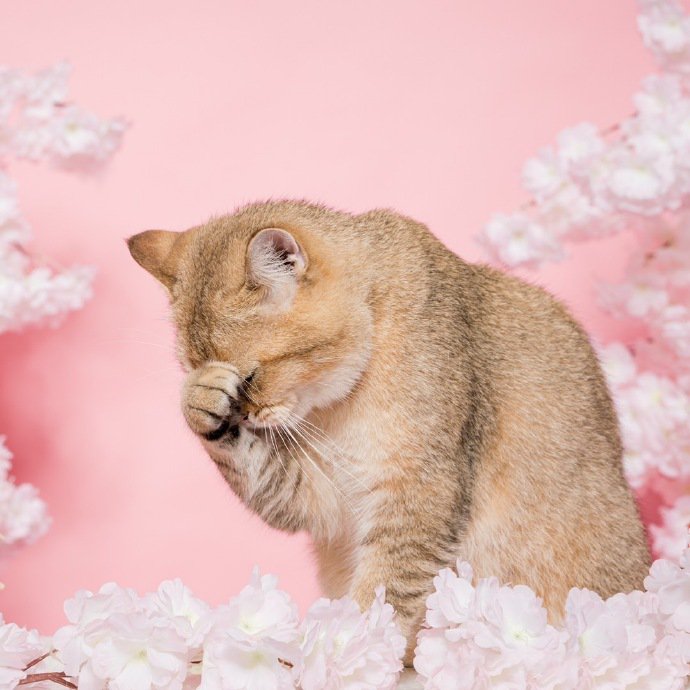 点击大图看下一张：一组粉嫩的小猫猫写真图片