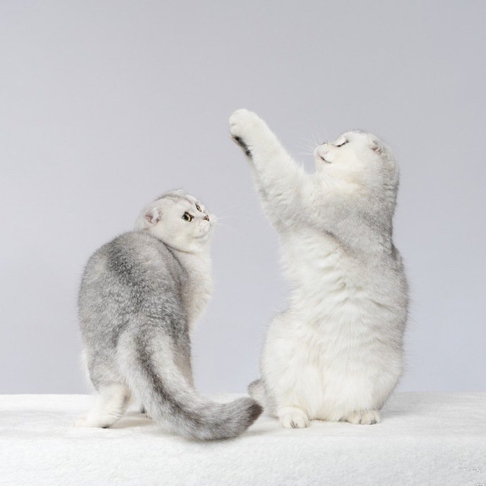 点击大图看下一张：欢快舞蹈的两只小猫图片