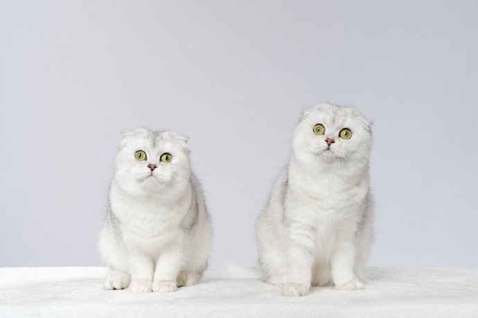 点击大图看下一张：欢快舞蹈的两只小猫图片