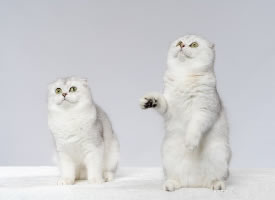 欢快舞蹈的两只小猫图片