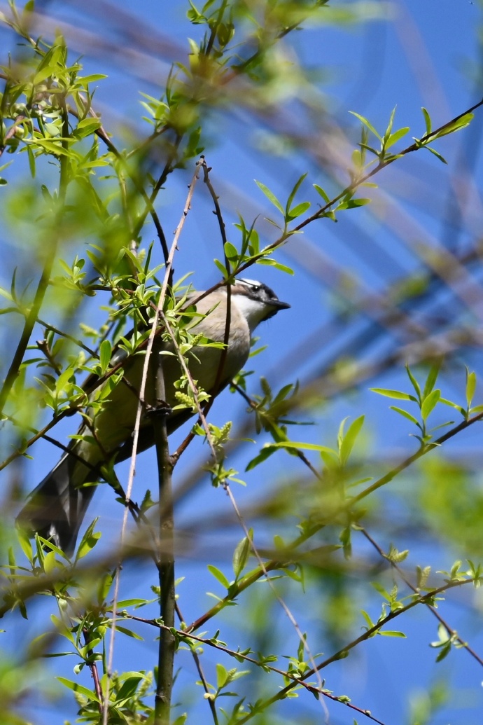 点击大图看下一张：站在柳树枝头上的小鸟