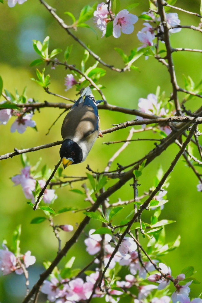 点击大图看下一张：站在柳树枝头上的小鸟