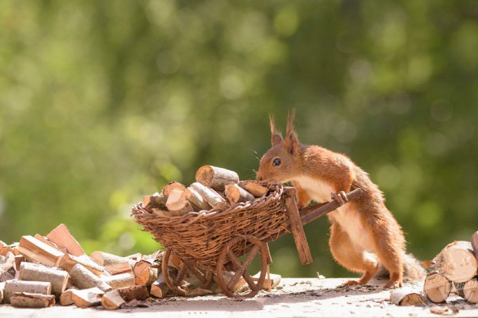 点击大图看下一张：小松鼠推木材的可爱模样