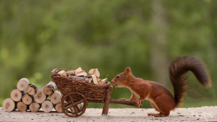 点击大图看下一张：小松鼠推木材的可爱模样