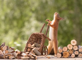 小松鼠推木材的可爱模样