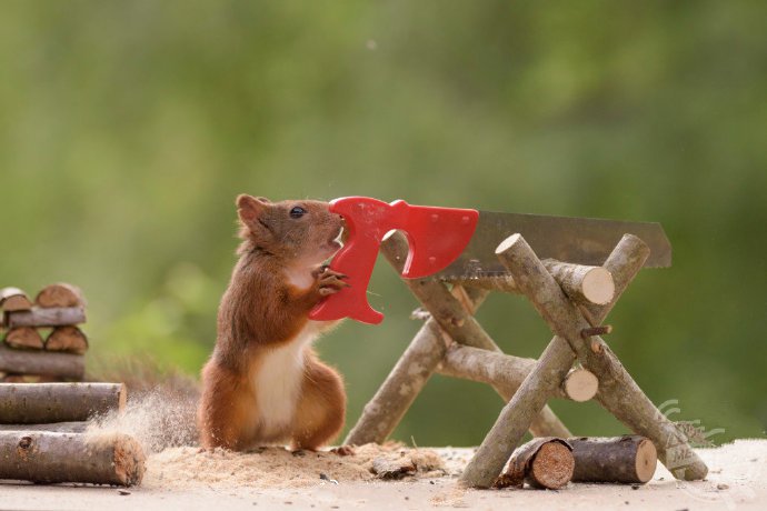 点击大图看下一张：小松鼠做活的图片欣赏