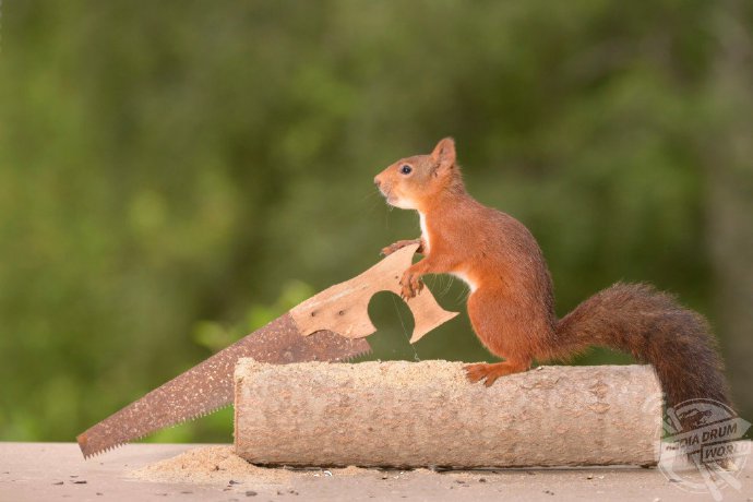 点击大图看下一张：小松鼠做活的图片欣赏