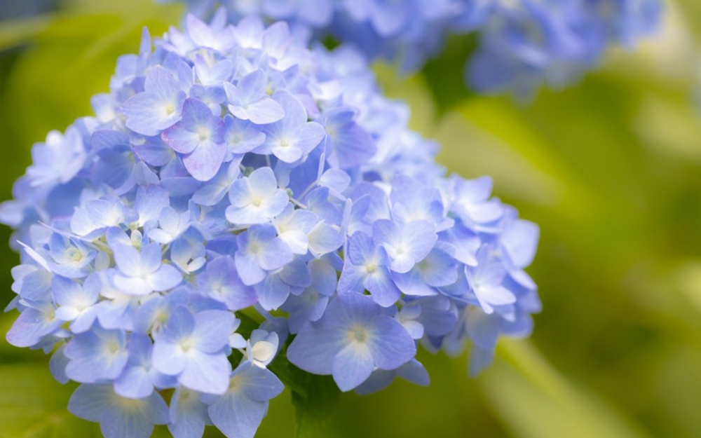 点击大图看下一张:唯美淡雅的绣球花桌面壁纸