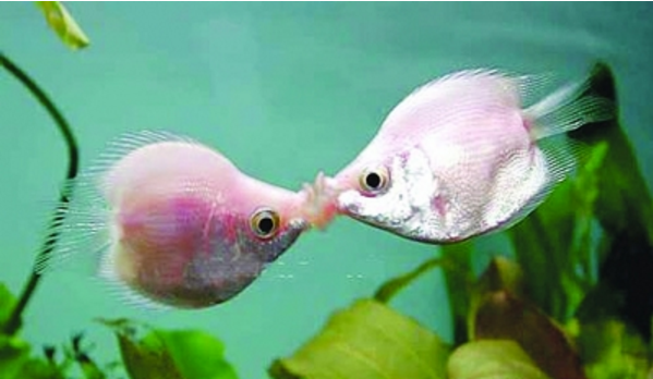 点击大图看下一张：水族箱里的接吻鱼