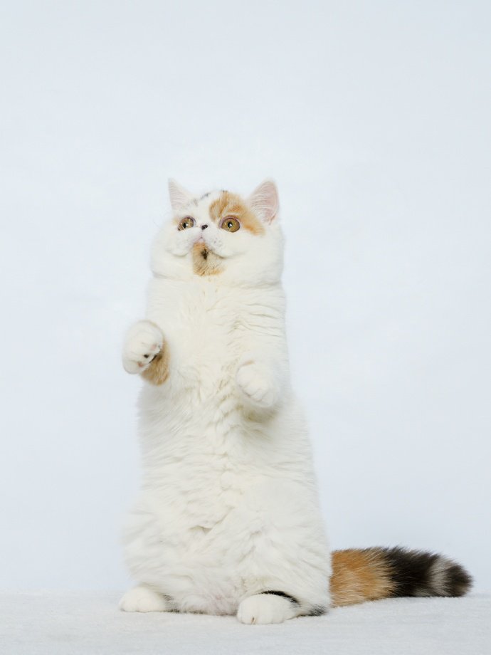 点击大图看下一张：一组顽皮逗乐的小猫图片