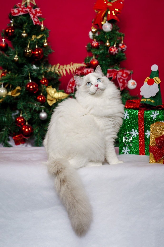 点击大图看下一张：一组圣诞节小猫猫图片