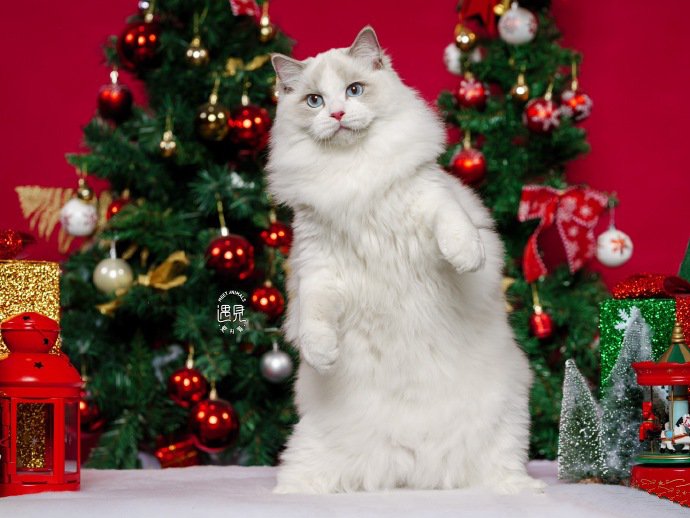 点击大图看下一张：一组圣诞节小猫猫图片