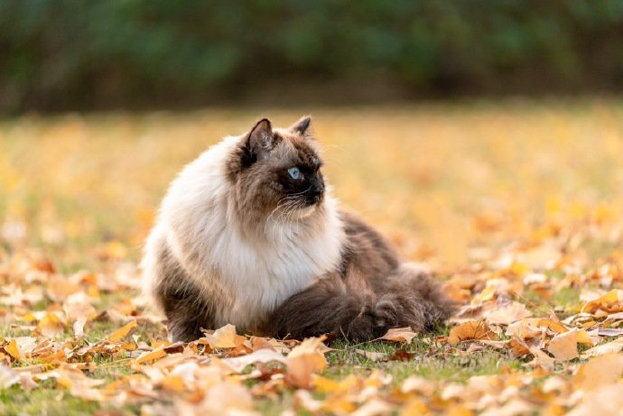 点击大图看下一张：一组草地上的猫咪图片