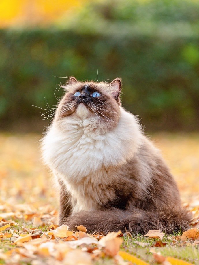 点击大图看下一张：一组草地上的猫咪图片