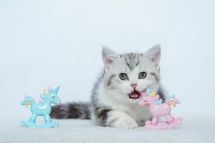 点击大图看下一张：奶萌可爱的小奶猫