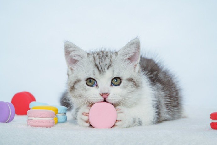 点击大图看下一张：奶萌可爱的小奶猫