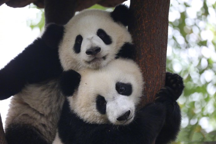 点击大图看下一张：两只可爱的大熊猫上树图片