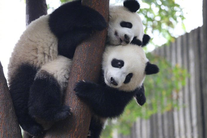 点击大图看下一张：两只可爱的大熊猫上树图片