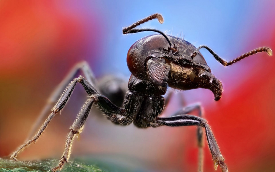 点击大图看下一张：小蚂蚁确有大大的力量