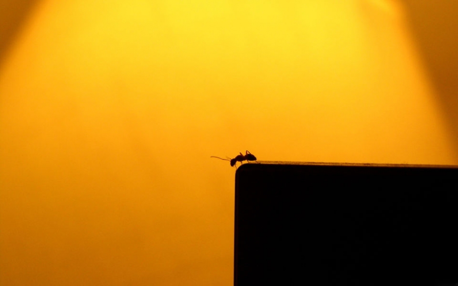 点击大图看下一张：小蚂蚁确有大大的力量