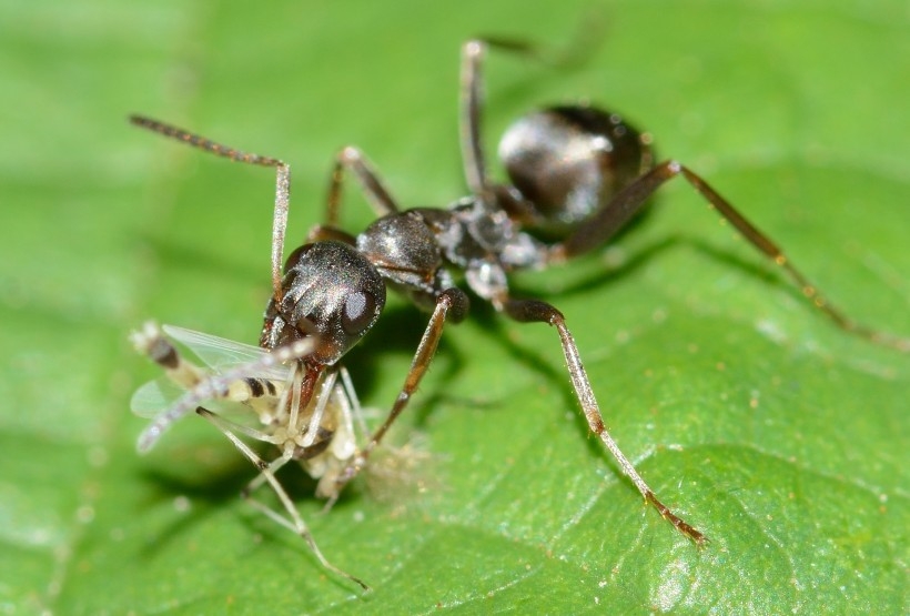 点击大图看下一张：一组勤劳的蚂蚁图片欣赏