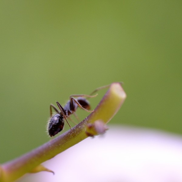 点击大图看下一张：一组勤劳的蚂蚁图片欣赏