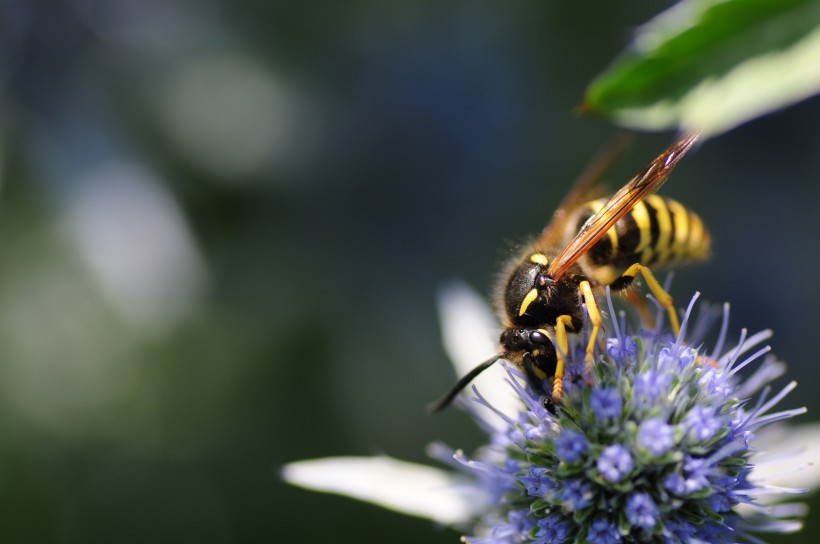 点击大图看下一张：辛勤的小蜜蜂采蜜图片欣赏