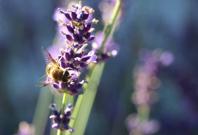 点击大图看下一张：辛勤的小蜜蜂采蜜图片欣赏