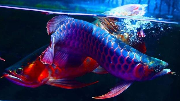 点击大图看下一张：一组漂亮名贵的红龙鱼图片