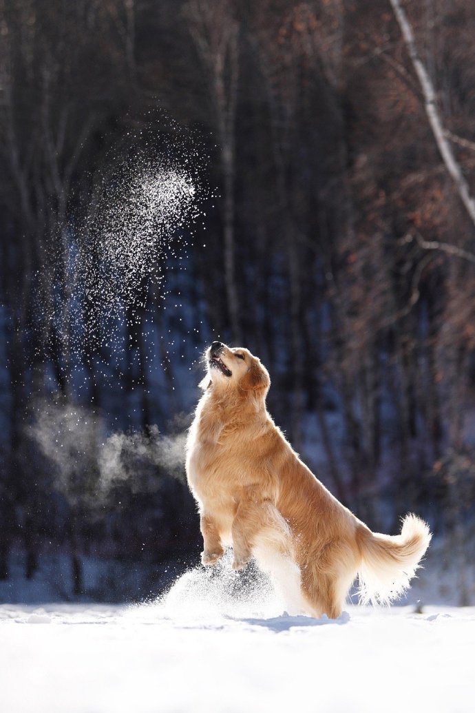 点击大图看下一张：一组雪地里活跃的金毛图片欣赏