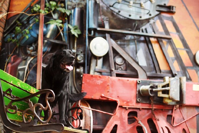 点击大图看下一张：一组纯黑色可爱的拉布拉多犬