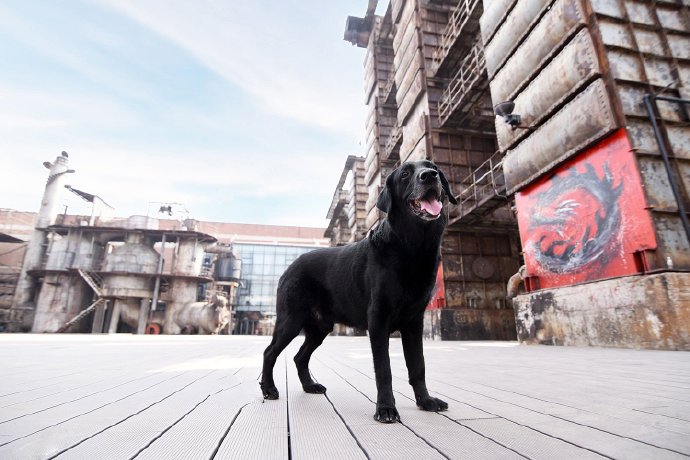 点击大图看下一张：一组纯黑色可爱的拉布拉多犬