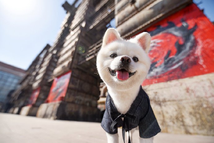 点击大图看下一张：一组爱笑可爱的博美狗狗图片
