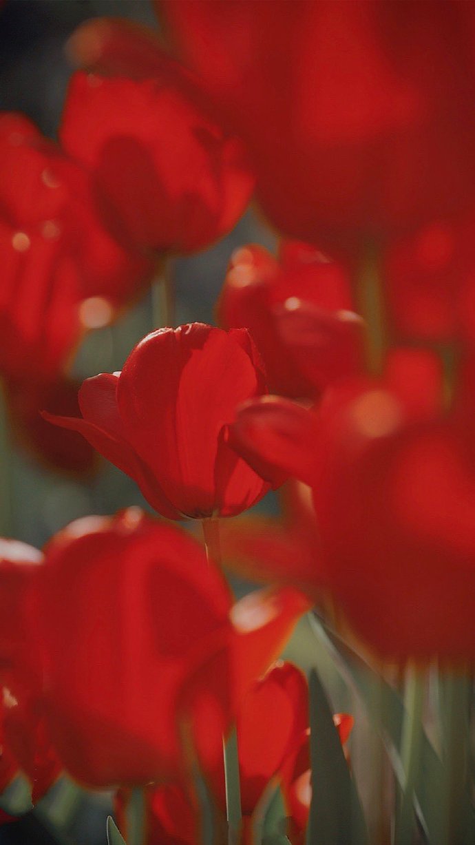 点击大图看下一张：一组火红色的郁金香图片欣赏