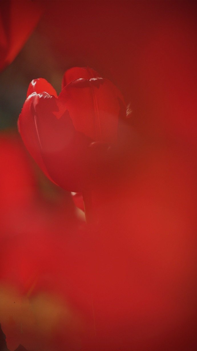 点击大图看下一张：一组火红色的郁金香图片欣赏