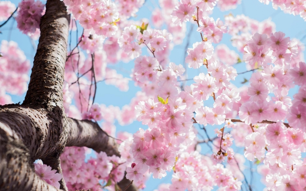 点击大图看下一张：小清新唯美春季花卉桌面壁纸