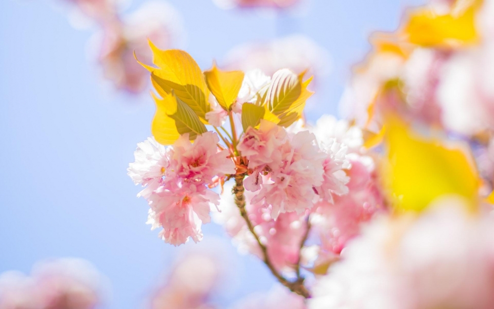 点击大图看下一张：小清新唯美春季花卉桌面壁纸