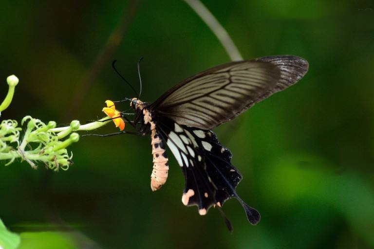 点击大图看下一张：红斑锤尾凤蝶,蝶与花图片