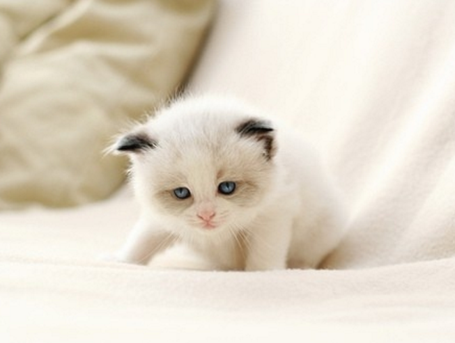 点击大图看下一张：温顺乖巧的小小猫图片