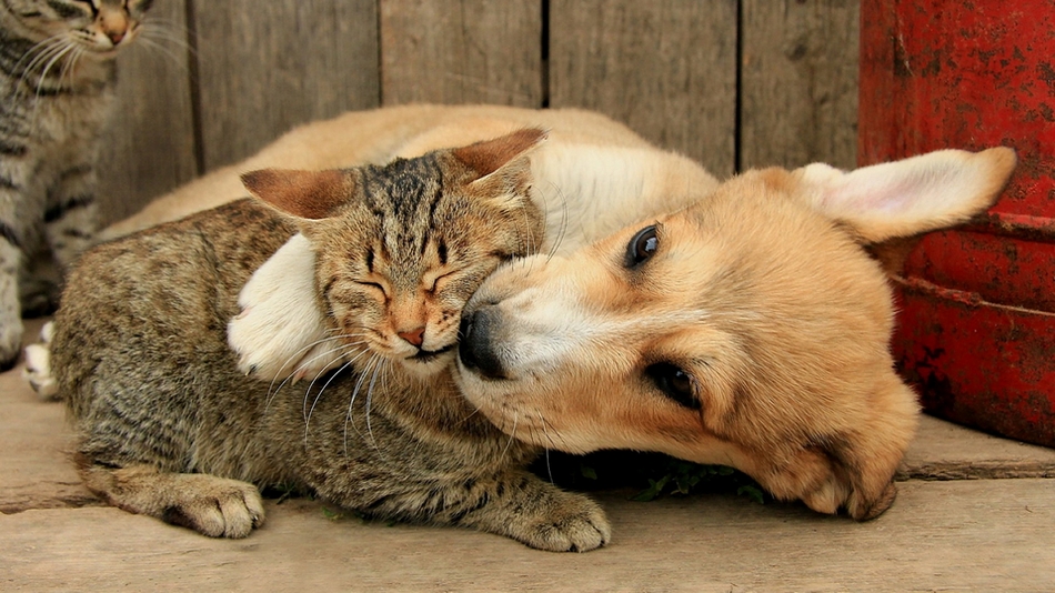 点击大图看下一张：猫咪与狗狗和睦相处的精美图片